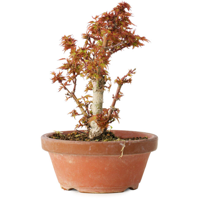 Acer palmatum Kotohime, 16,5 cm, ± 12 ans