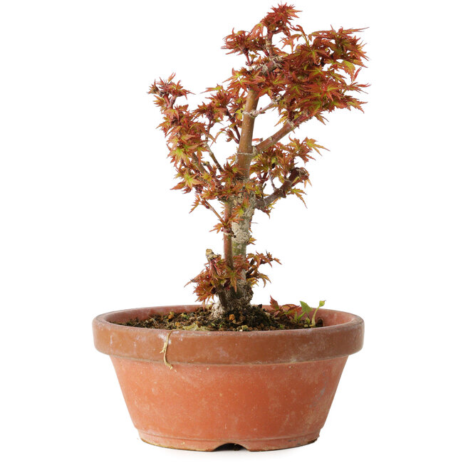Acer palmatum Kotohime, 16,5 cm, ± 12 years old