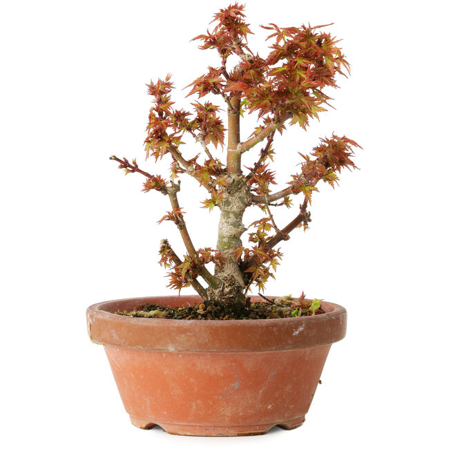 Acer palmatum Kotohime, 16,5 cm, ± 12 ans