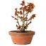 Acer palmatum Kotohime, 16,5 cm, ± 12 anni
