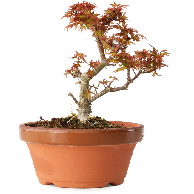 Acer palmatum Kotohime, 17 cm, ± 12 jaar oud