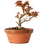 Acer palmatum Kotohime, 17 cm, ± 12 years old