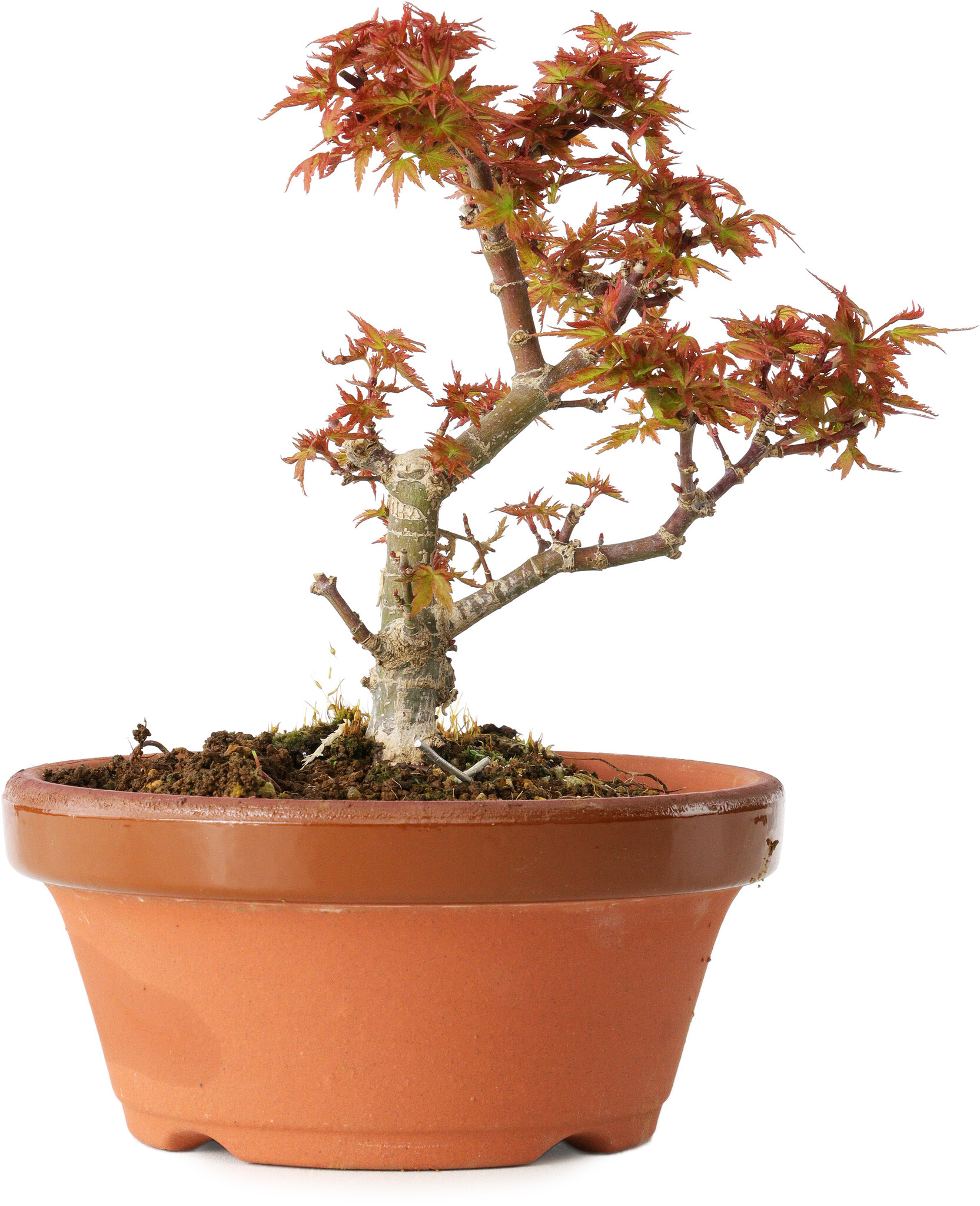 bonsai geschenkset Seedeo® Bonsai Anzuchtset deluxe Best of (Japanische Blüten- und Zierk main image 1
