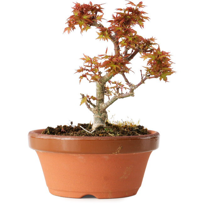 Acer palmatum Kotohime, 17 cm, ± 12 jaar oud