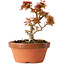 Acer palmatum Kotohime, 17 cm, ± 12 jaar oud
