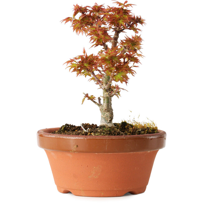 Acer palmatum Kotohime, 17 cm, ± 12 años