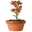 Acer palmatum Kotohime, 17 cm, ± 12 jaar oud