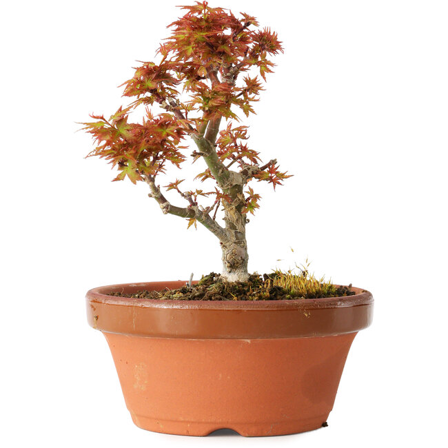 Acer palmatum Kotohime, 17 cm, ± 12 ans