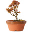 Acer palmatum Kotohime, 17 cm, ± 12 jaar oud