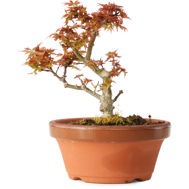 Acer palmatum Kotohime, 17 cm, ± 12 jaar oud