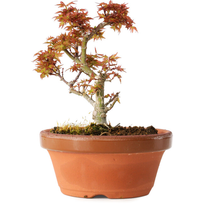Acer palmatum Kotohime, 17 cm, ± 12 ans