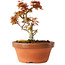 Acer palmatum Kotohime, 17 cm, ± 12 jaar oud