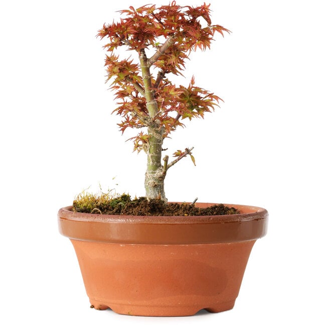 Acer palmatum Kotohime, 17 cm, ± 12 años