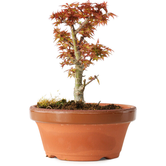 Acer palmatum Kotohime, 17 cm, ± 12 Jahre alt
