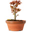 Acer palmatum Kotohime, 17 cm, ± 12 jaar oud