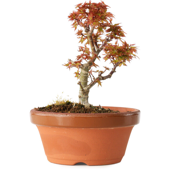 Acer palmatum Kotohime, 17 cm, ± 12 anni