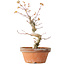 Acer palmatum, 24 cm, ± 12 jaar oud