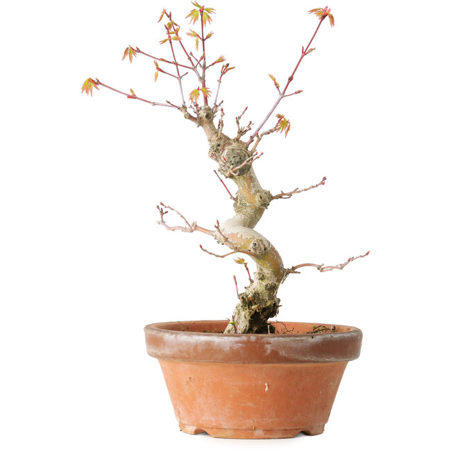 Acer palmatum, 24 cm, ± 12 ans