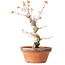 Acer palmatum, 24 cm, ± 12 jaar oud