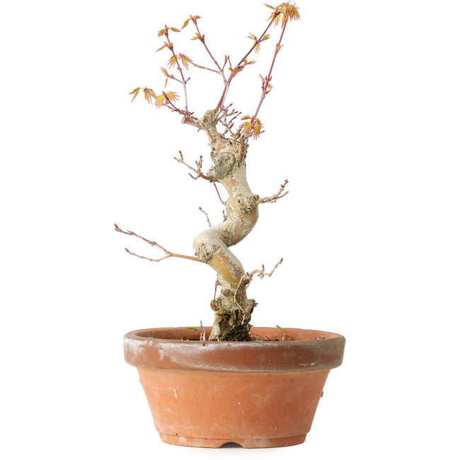 Acer palmatum, 24 cm, ± 12 years old