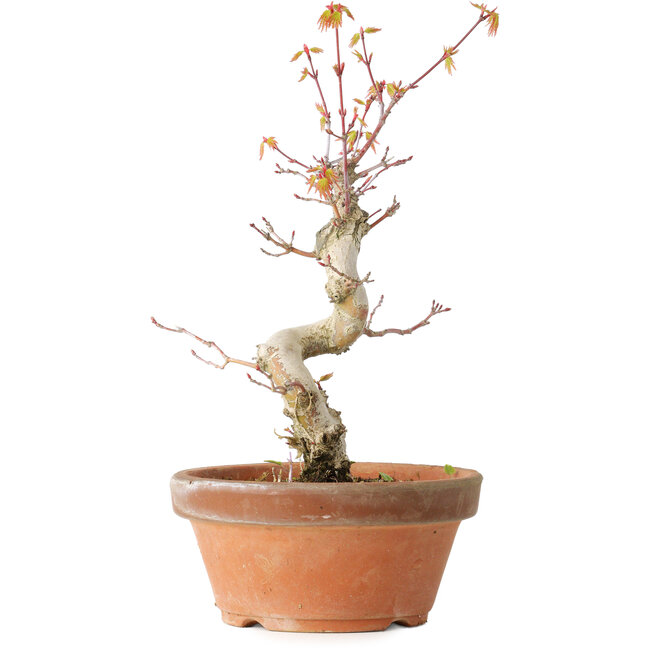 Acer palmatum, 24 cm, ± 12 ans
