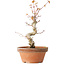 Acer palmatum, 24 cm, ± 12 jaar oud