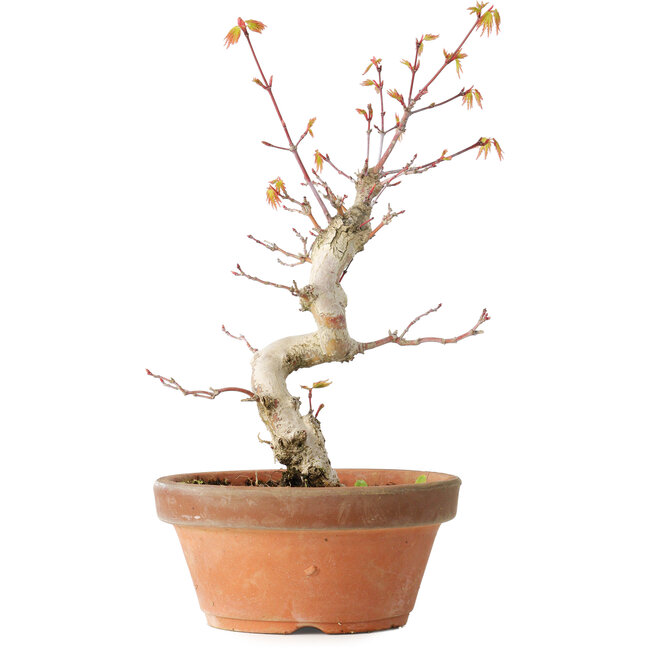 Acer palmatum, 24 cm, ± 12 Jahre alt