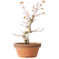 Acer palmatum, 24 cm, ± 12 jaar oud