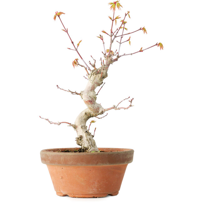 Acer palmatum, 24 cm, ± 12 Jahre alt