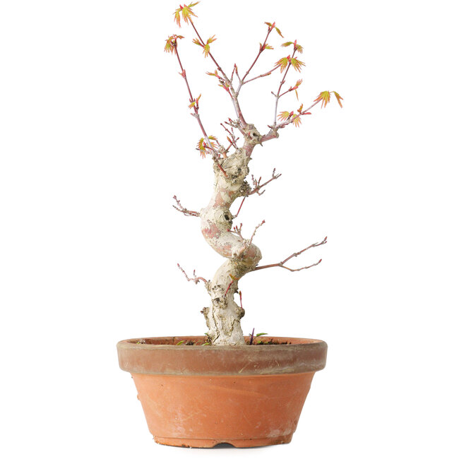 Acer palmatum, 24 cm, ± 12 jaar oud