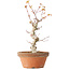 Acer palmatum, 24 cm, ± 12 jaar oud
