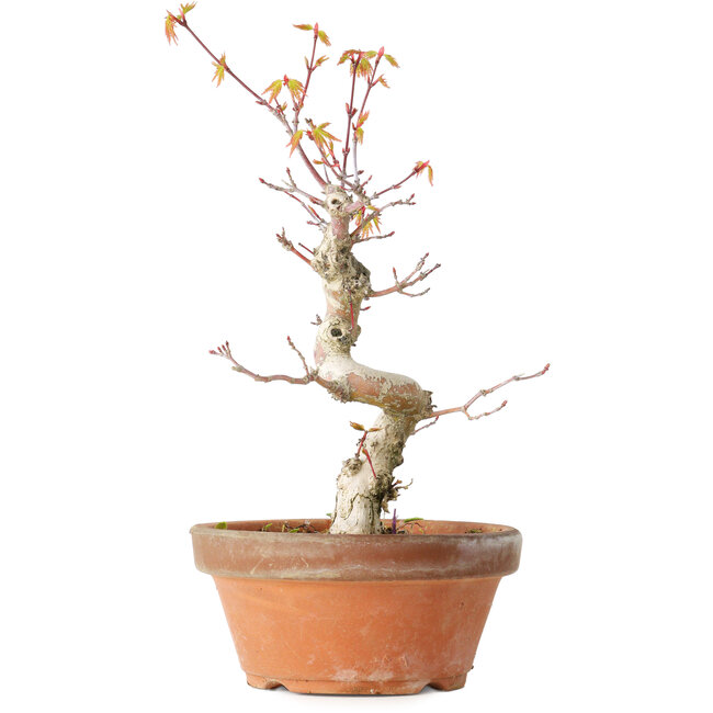 Acer palmatum, 24 cm, ± 12 ans