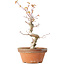 Acer palmatum, 24 cm, ± 12 jaar oud
