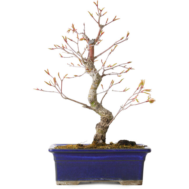 Acer palmatum Arakawa, 26,5 cm, ± 10 jaar oud