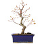 Acer palmatum Arakawa, 26,5 cm, ± 10 jaar oud