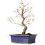 Acer palmatum Arakawa, 26,5 cm, ± 10 jaar oud
