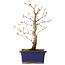 Acer palmatum Arakawa, 26,5 cm, ± 10 jaar oud