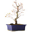 Acer palmatum Arakawa, 26,5 cm, ± 10 jaar oud
