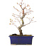 Acer palmatum Arakawa, 26,5 cm, ± 10 jaar oud