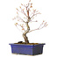 Acer palmatum Arakawa, 26,5 cm, ± 10 jaar oud