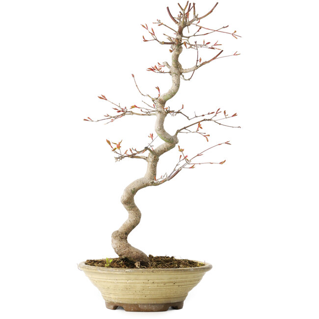 Acer palmatum, 38 cm, ± 12 jaar oud