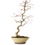 Acer palmatum, 38 cm, ± 12 jaar oud