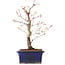 Acer palmatum Arakawa, 26,5 cm, ± 10 jaar oud