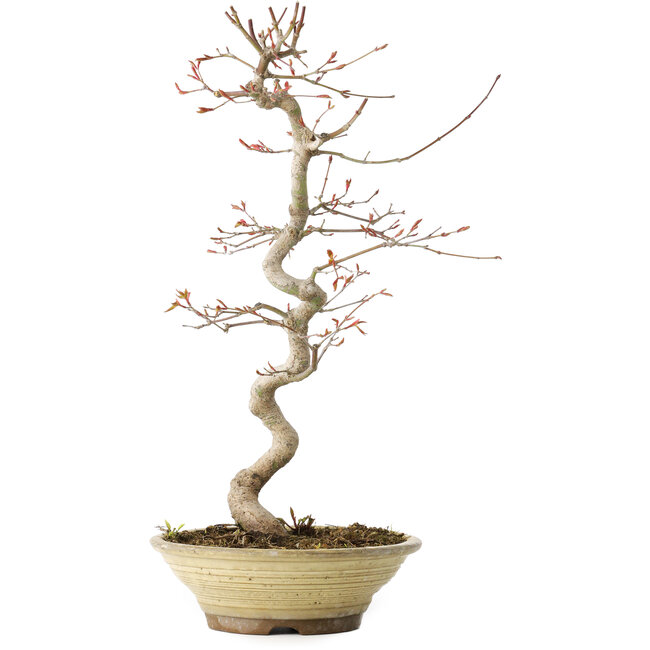 Acer palmatum, 38 cm, ± 12 jaar oud