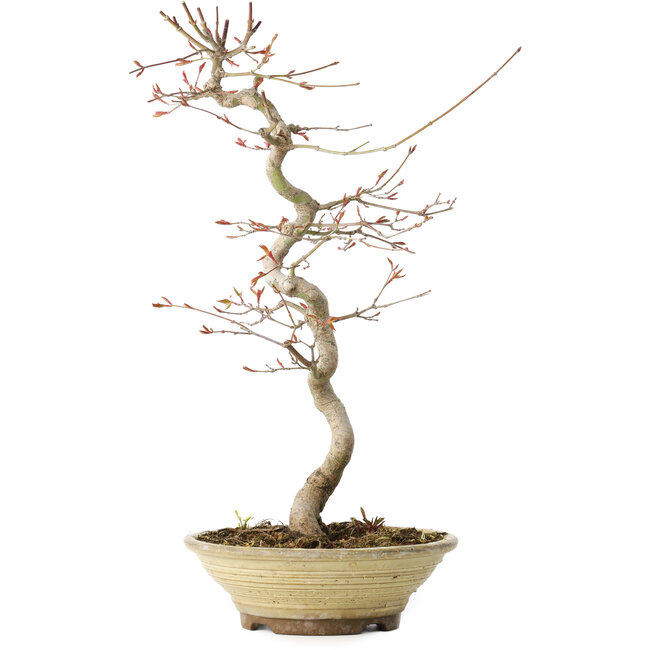 Acer palmatum, 38 cm, ± 12 years old