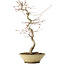 Acer palmatum, 38 cm, ± 12 jaar oud