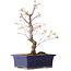 Acer palmatum Arakawa, 26,5 cm, ± 10 jaar oud