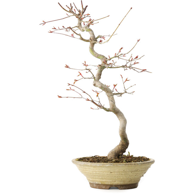 Acer palmatum, 38 cm, ± 12 jaar oud
