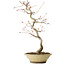 Acer palmatum, 38 cm, ± 12 jaar oud