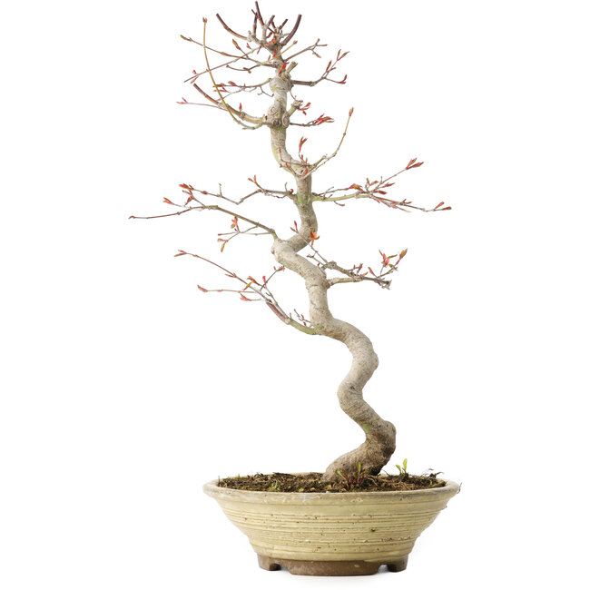 Acer palmatum, 38 cm, ± 12 anni